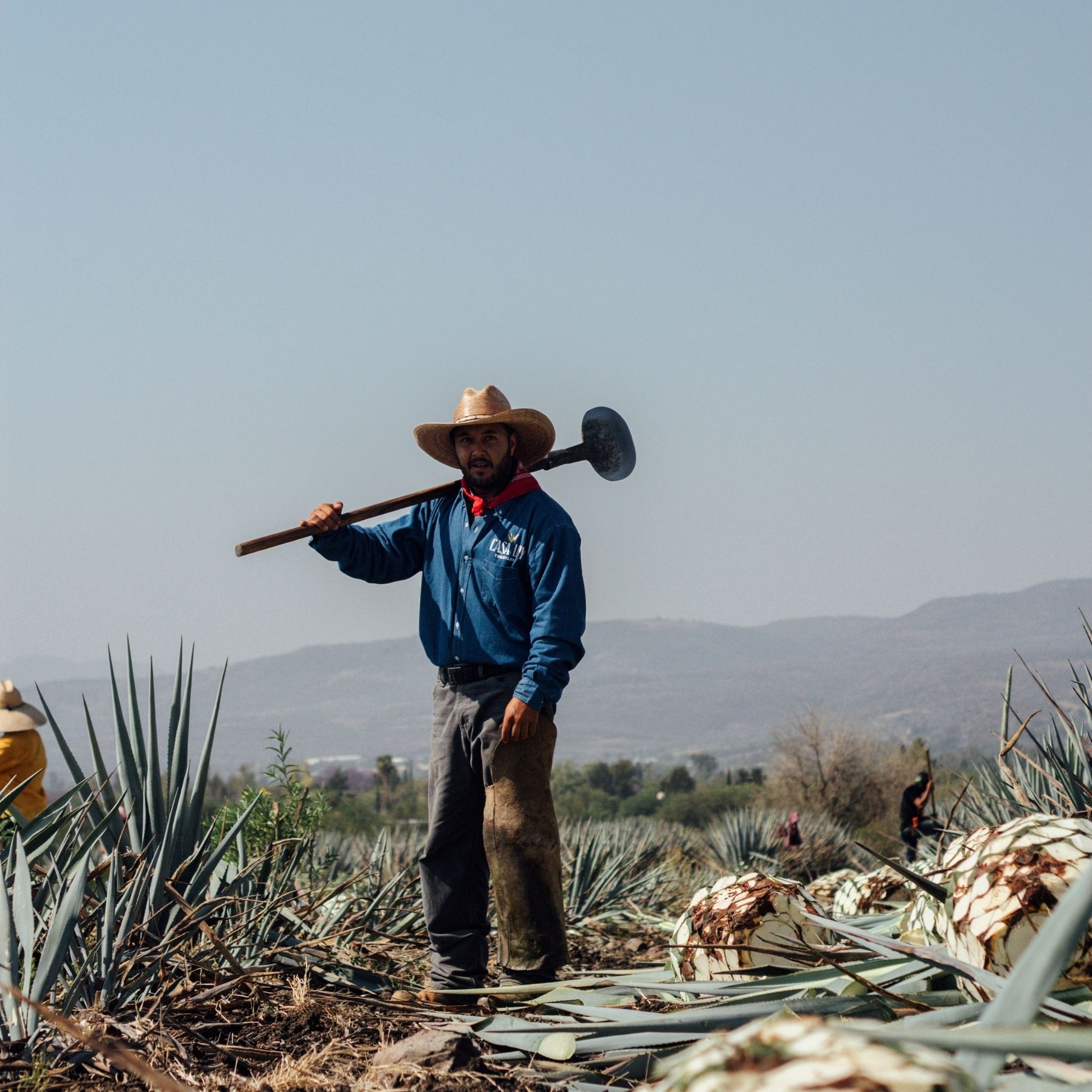 A man wearing a wide-brimmed straw hat, a blue long-sleeve shirt, and dark pants stands on an agribusiness farm holding a large mulehoe over his shoulder, with agave plants and distant mountains in the background.