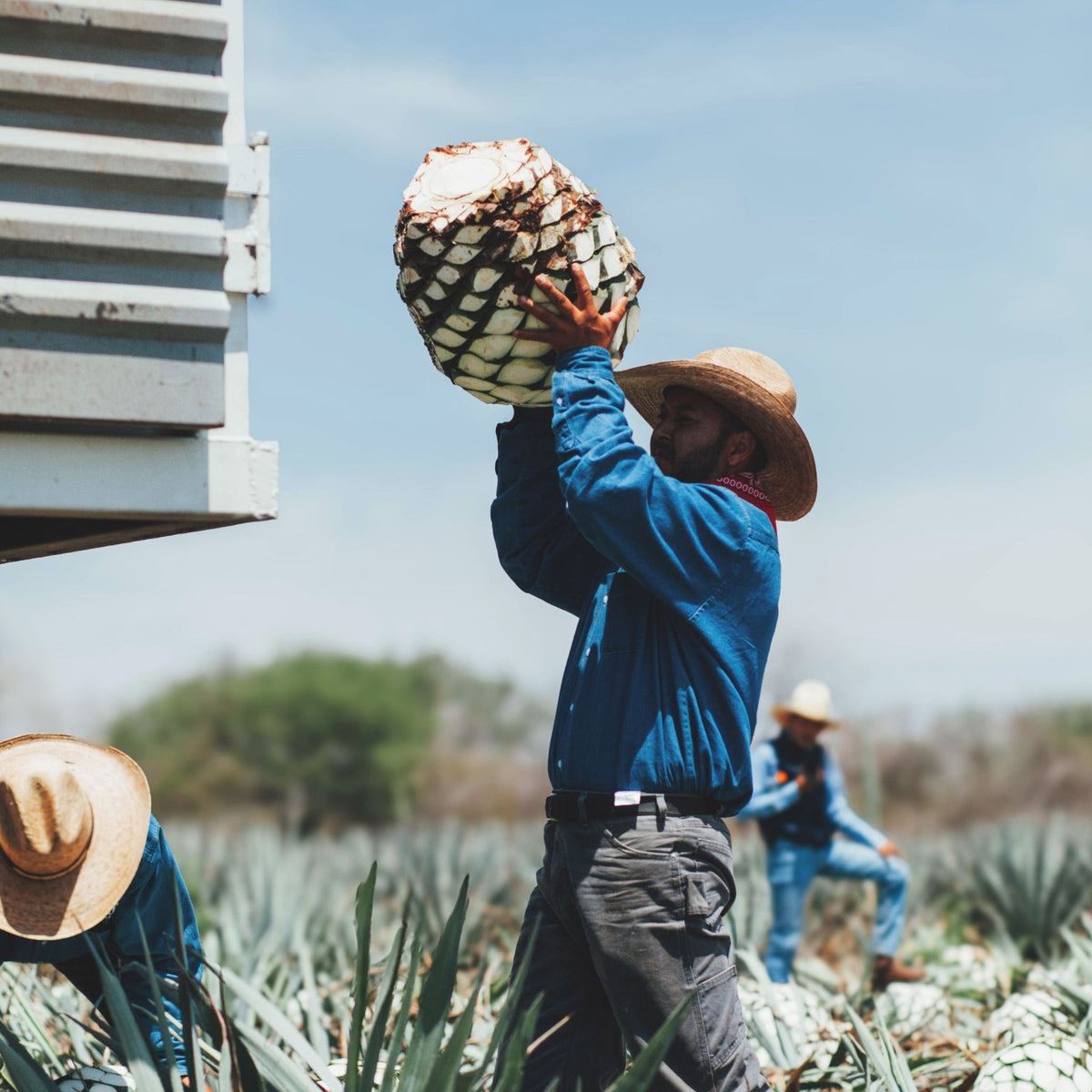 A man in a blue shirt and straw hat carries a large, freshly harvested agave plant in a field under a clear blue sky, with other workers visible in the background.