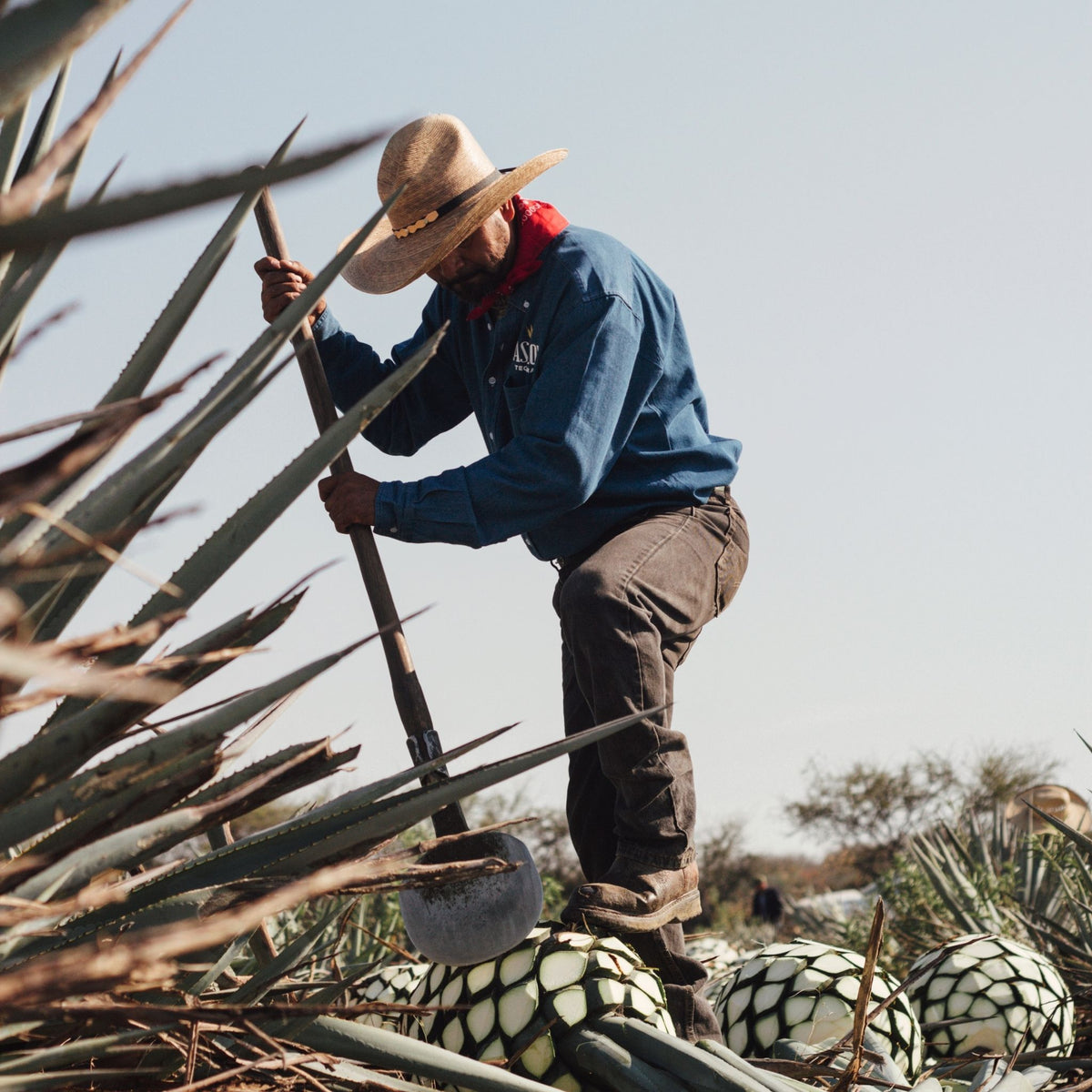 A man wearing a straw hat, blue shirt, and brown pants stands among large agave plants, using a tool to tend the cactus-like plants in an outdoor field.