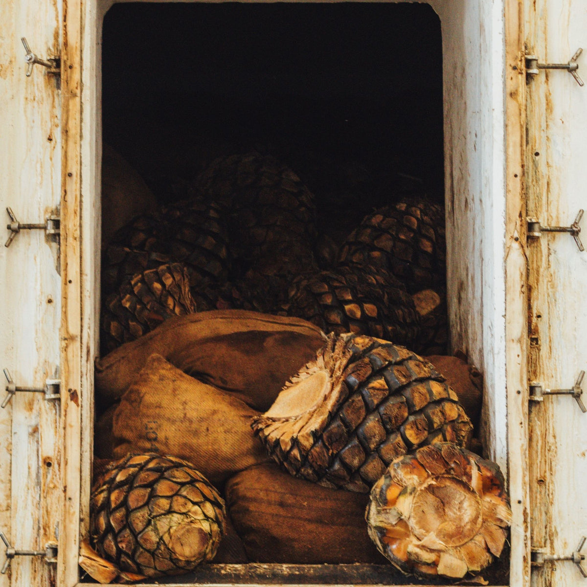 Close-up of large brown agave nectar sacs and whole agave plants inside a rustic white wooden container or barrel.